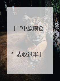 “中原粮仓”麦收过半