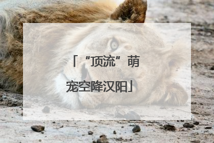 “顶流”萌宠空降汉阳
