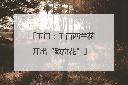 玉门：千亩西兰花开出“致富花”