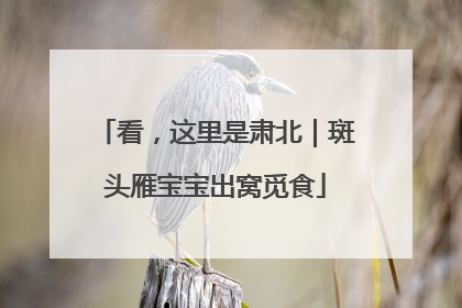 看,这里是肃北|斑头雁宝宝出窝觅食