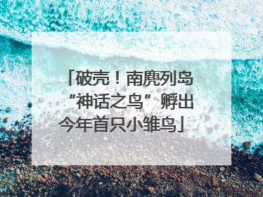 破壳！南麂列岛“神话之鸟”孵出今年首只小雏鸟