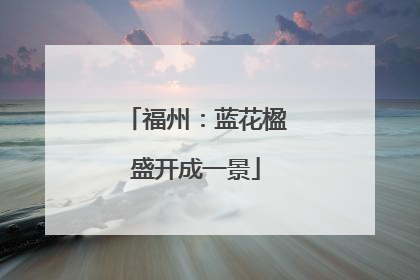 福州：蓝花楹盛开成一景