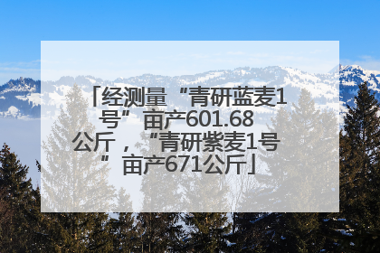 经测量“青研蓝麦1号”亩产601.68公斤，“青研紫麦1号”亩产671公斤