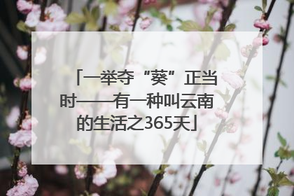 一举夺“葵”正当时——有一种叫云南的生活之365天