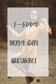 一只中华斑羚生命的最后旅程