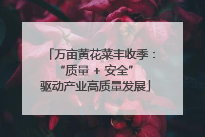 万亩黄花菜丰收季：“质量 + 安全” 驱动产业高质量发展