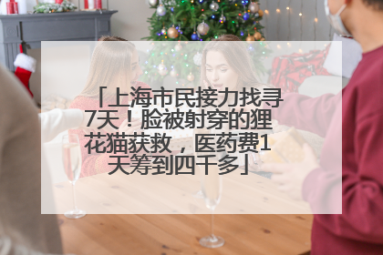 上海市民接力找寻7天！脸被射穿的狸花猫获救，医药费1天筹到四千多