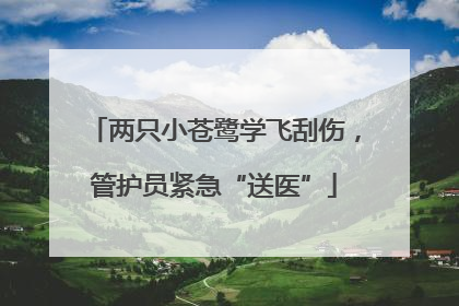 两只小苍鹭学飞刮伤，管护员紧急“送医”