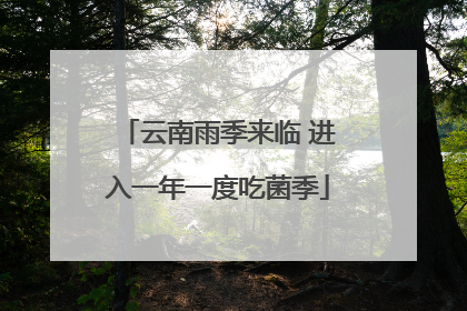 云南雨季来临 进入一年一度吃菌季