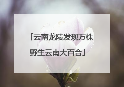 云南龙陵发现万株野生云南大百合