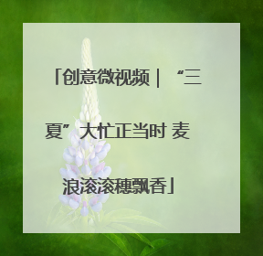 创意微视频｜“三夏”大忙正当时 麦浪滚滚穗飘香