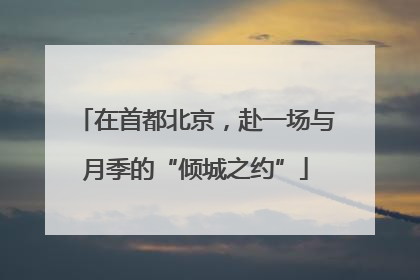 在首都北京，赴一场与月季的“倾城之约”