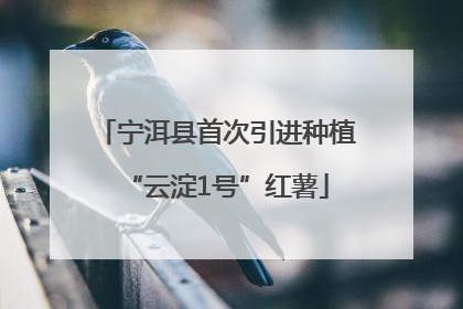 宁洱县首次引进种植“云淀1号”红薯