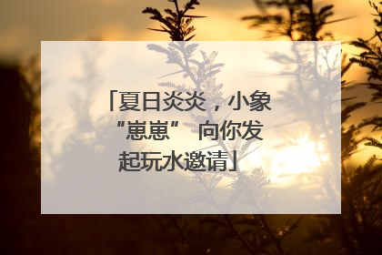 夏日炎炎，小象“崽崽” 向你发起玩水邀请