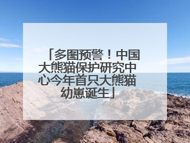 多图预警！中国大熊猫保护研究中心今年首只大熊猫幼崽诞生