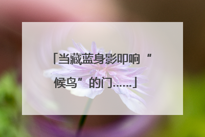 当藏蓝身影叩响“候鸟”的门……