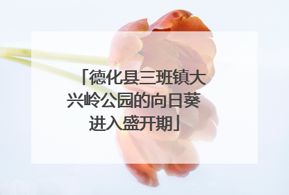 德化县三班镇大兴岭公园的向日葵进入盛开期