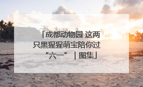成都动物园 这两只黑猩猩萌宝陪你过“六一”｜图集