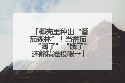 椰壳里种出“番茄森林”！当番茄“渴了”“饿了”还能精准投喂→