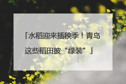 水稻迎来插秧季！青岛这些稻田披“绿装”