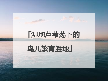 湿地芦苇荡下的鸟儿繁育胜地