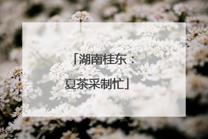 湖南桂东：夏茶采制忙
