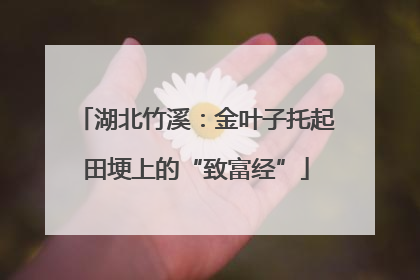 湖北竹溪：金叶子托起田埂上的“致富经”