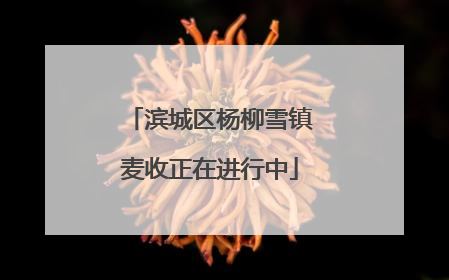 滨城区杨柳雪镇麦收正在进行中