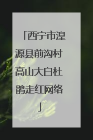 西宁市湟源县前沟村高山大白杜鹃走红网络