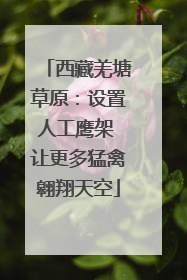 西藏羌塘草原：设置人工鹰架 让更多猛禽翱翔天空