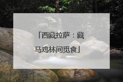 西藏拉萨：藏马鸡林间觅食
