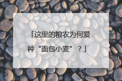 这里的粮农为何爱种“面包小麦”？