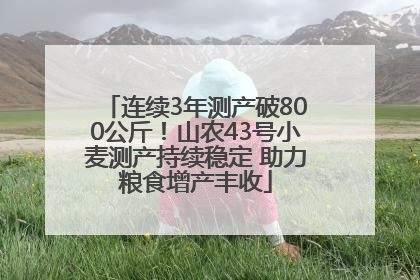 连续3年测产破800公斤！山农43号小麦测产持续稳定 助力粮食增产丰收