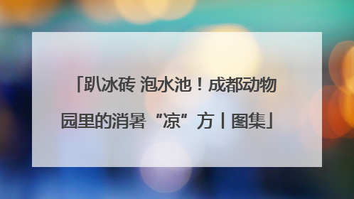 趴冰砖 泡水池！成都动物园里的消暑“凉”方丨图集