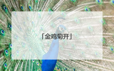 金鸡菊开