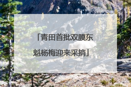 青田首批双膜东魁杨梅迎来采摘