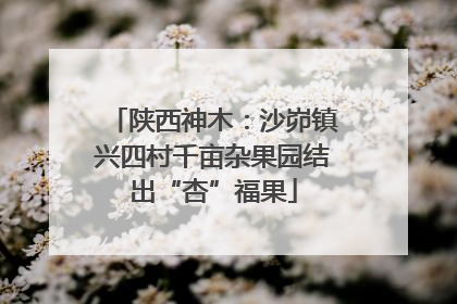 陕西神木：沙峁镇兴四村千亩杂果园结出“杏”福果