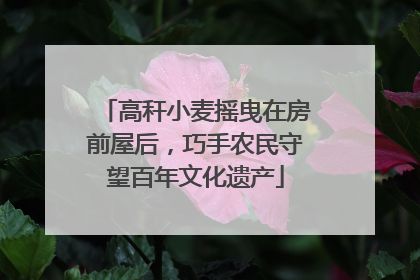 高秆小麦摇曳在房前屋后，巧手农民守望百年文化遗产