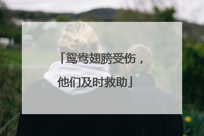 鸳鸯翅膀受伤，他们及时救助